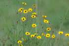 Yellow coreopsis flowers-Rio Grande Valley-Texas Art Print